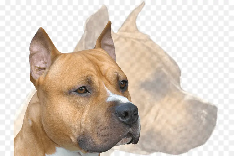 Staffordshire Terrier Americano，Raza De Perro PNG