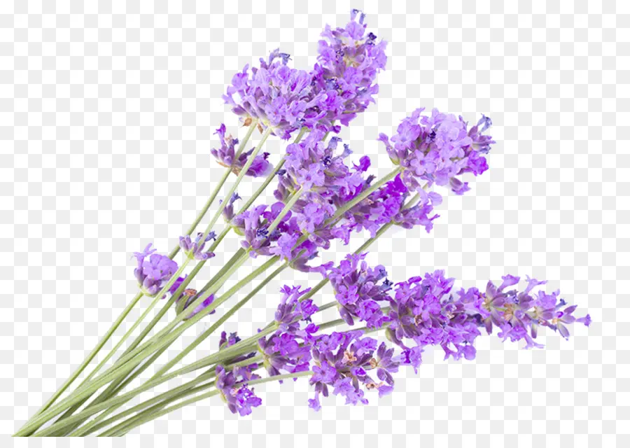 Lavanda，Planta PNG