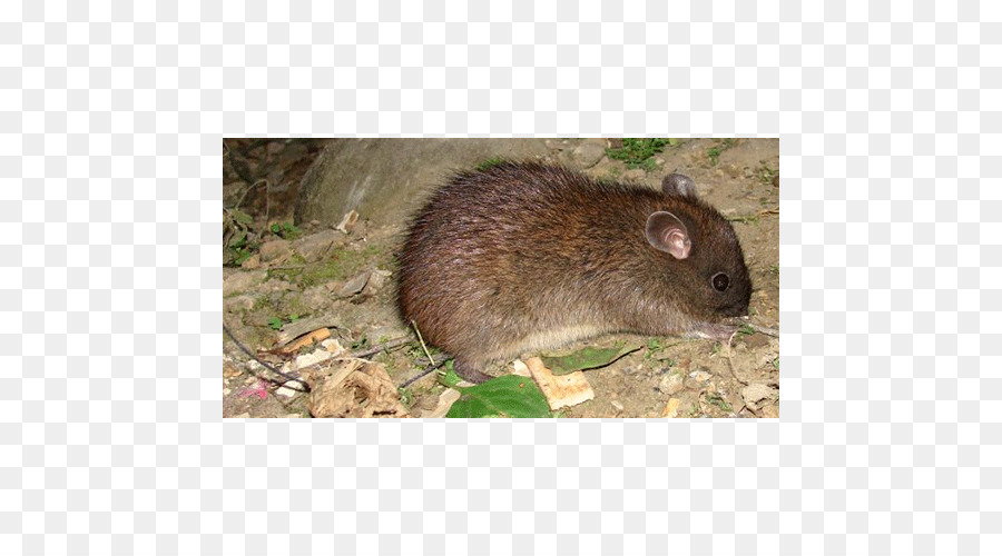 Ratón，Rata PNG