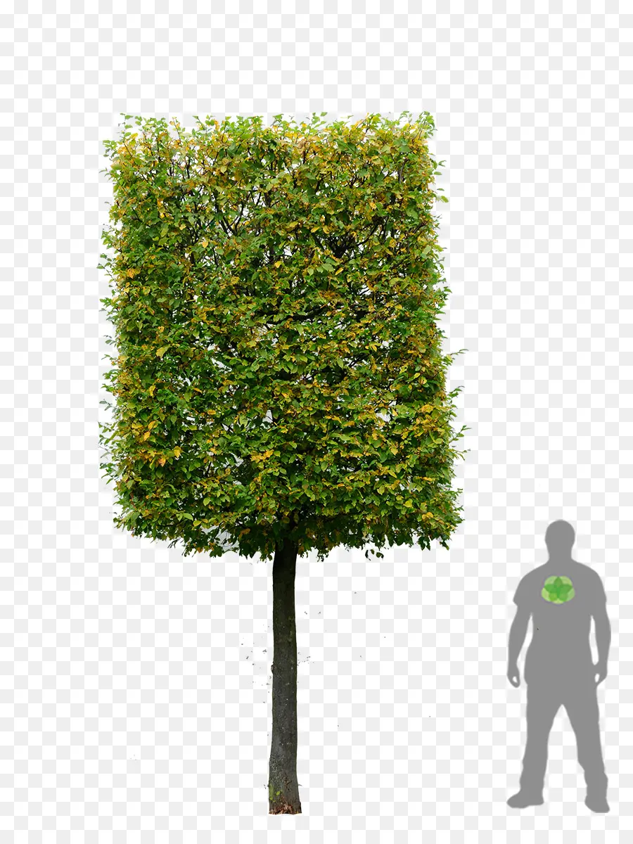 Árbol，Naturaleza PNG