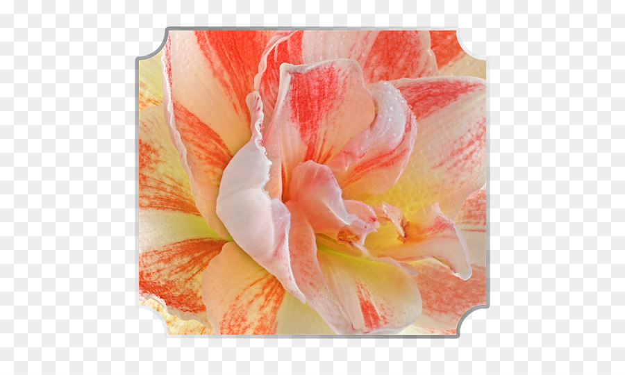 Amarilis，Jersey Lily PNG