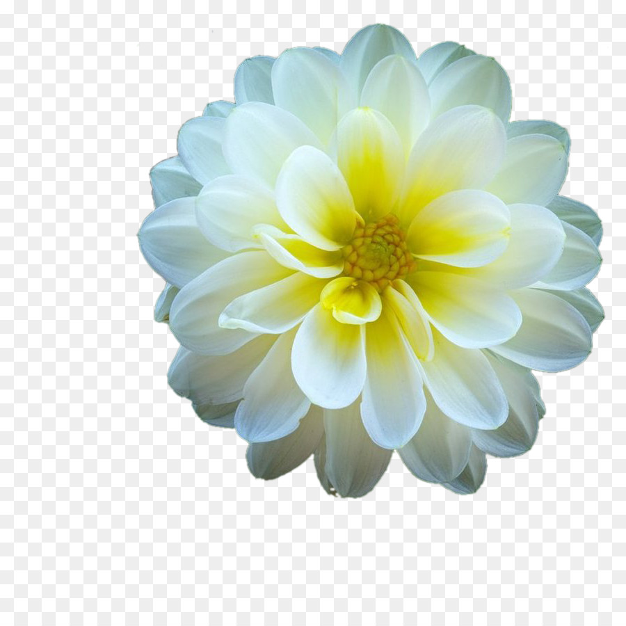 Dalia，Crisantemo PNG