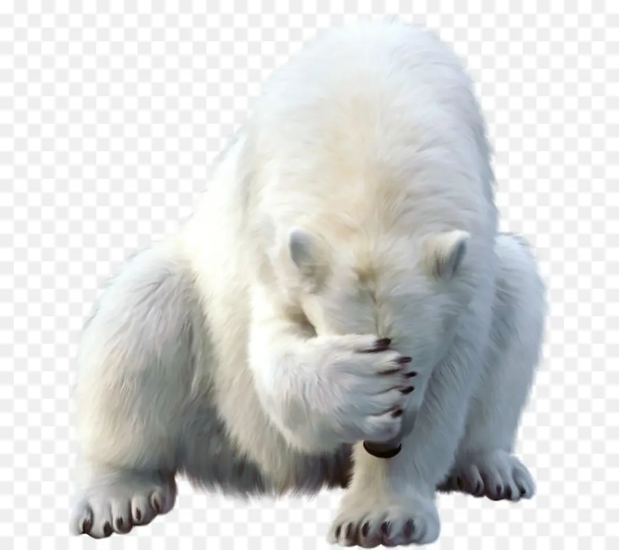 Oso Polar，Oso PNG