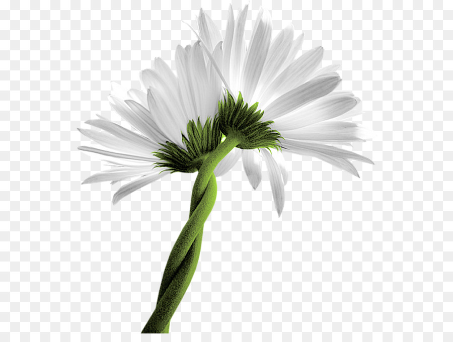 Común Daisy，Margarita PNG