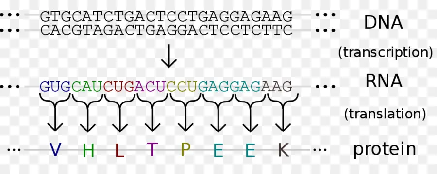 Aminoácido，Código Genético PNG