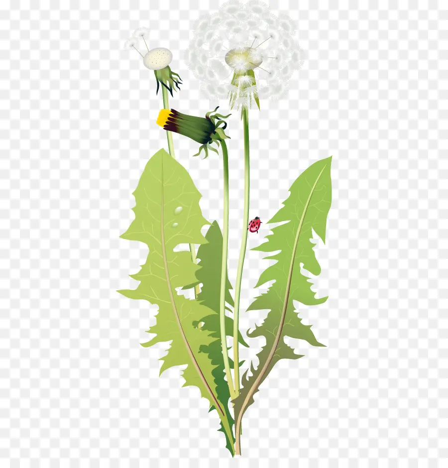 Diente De León，Flor PNG