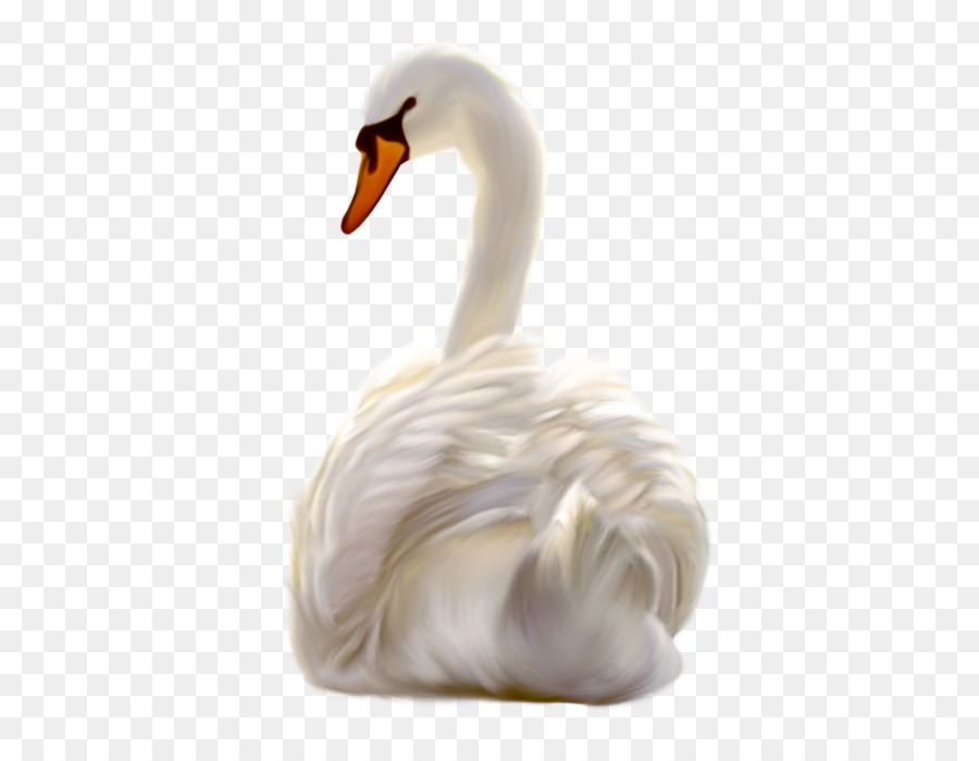 Cygnini，Pato PNG