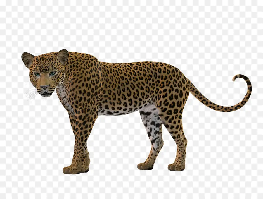 Guepardo，Manchas PNG