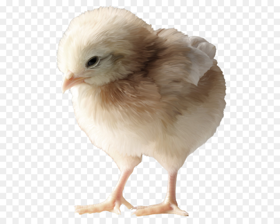 Gallo，Pollo PNG