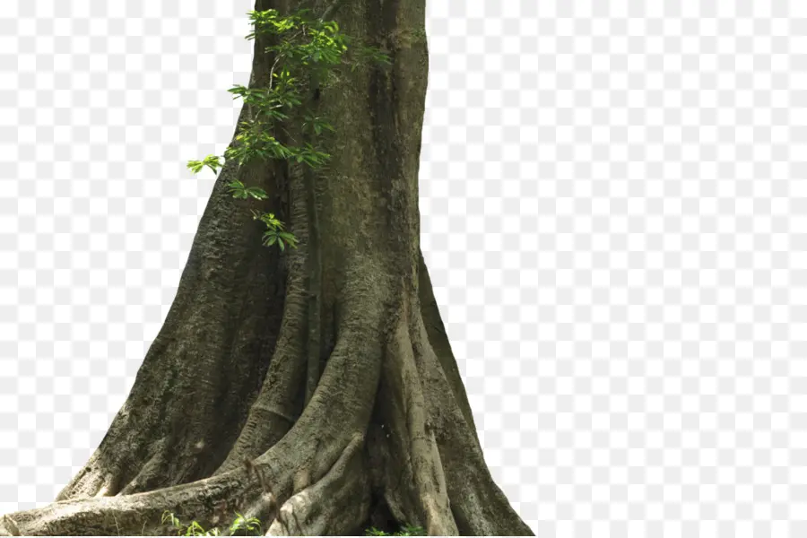 Tronco De árbol，Ladrar PNG