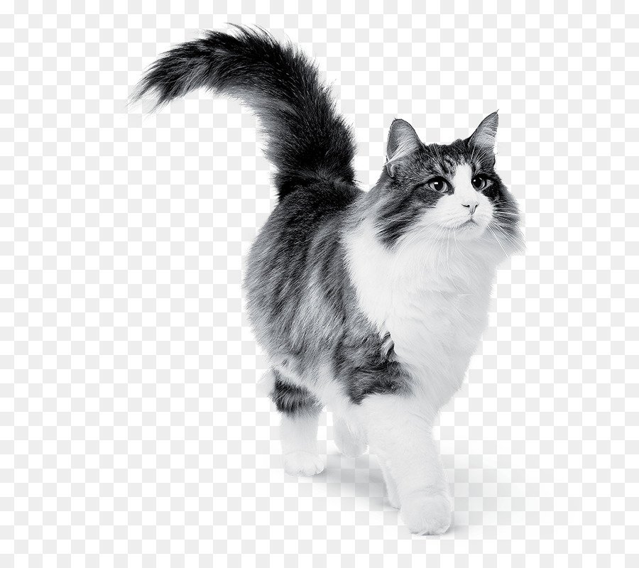 Gato，Mascota PNG