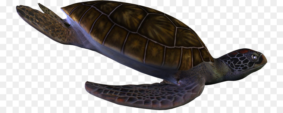 Tortugas，Tortuga PNG