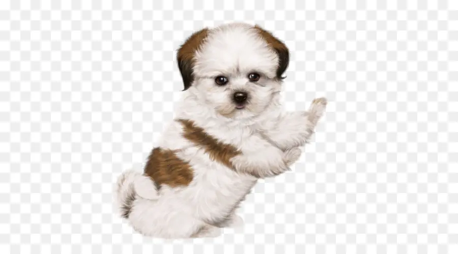 Perro Imperial Chino，Caniche PNG