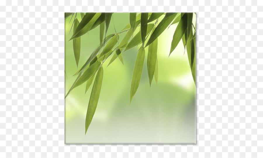 Una Fotografía De Stock，Tropical Bambúes Leñosos PNG
