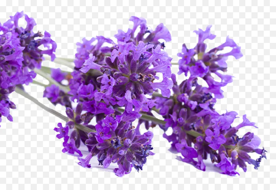 Inglés Lavanda，Lavanda Francesa PNG