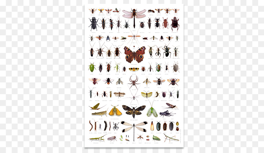 Los Insectos，Abeja PNG