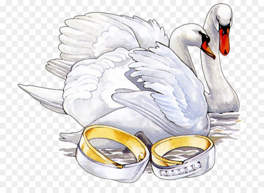 Cisnes Y Anillos，Boda PNG