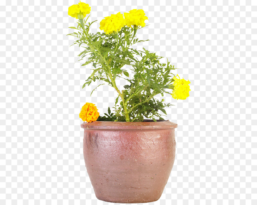 Cortar Flores，Crisantemum Grandiflorum PNG