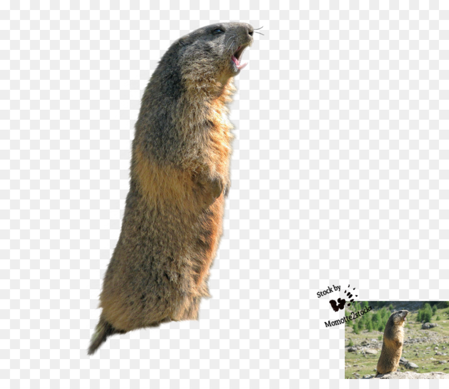 Marmot，Perro De Las Praderas PNG