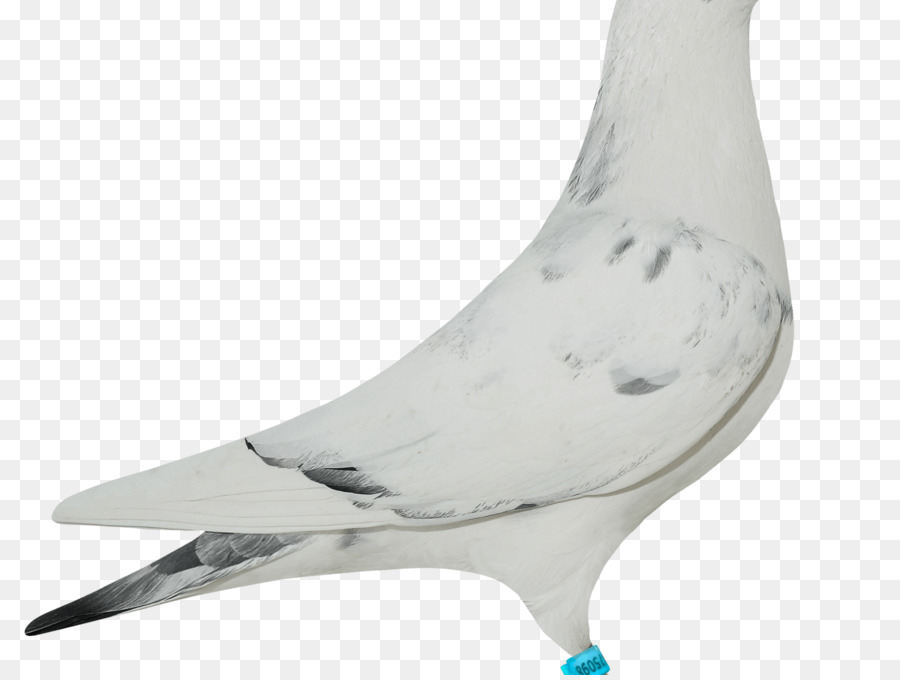 Paloma，Plumas PNG