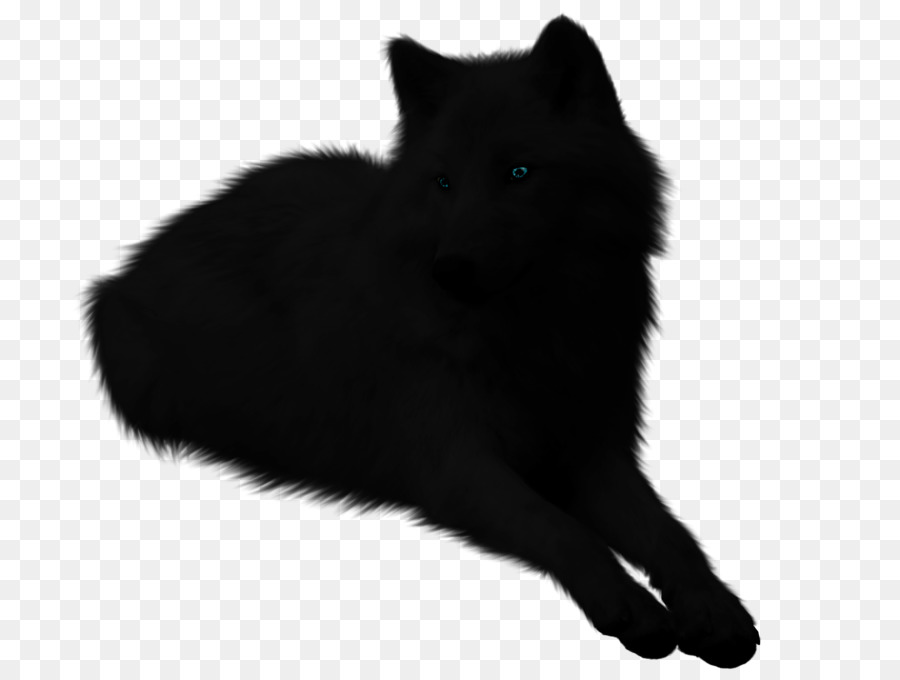 Schipperke，Bigotes PNG