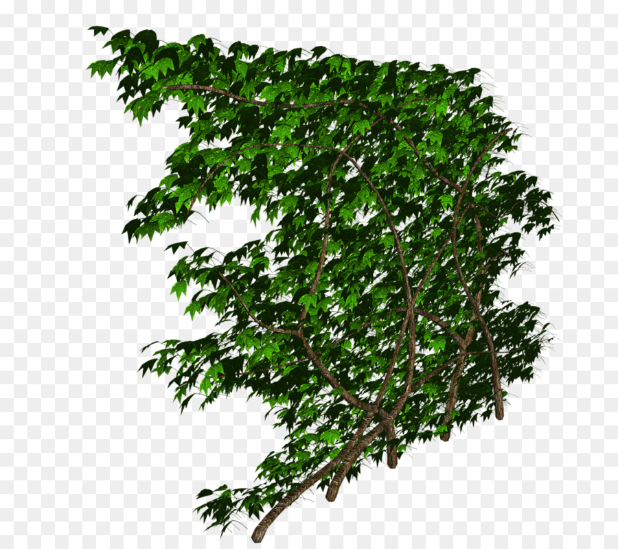 árbol Verde，Hojas PNG