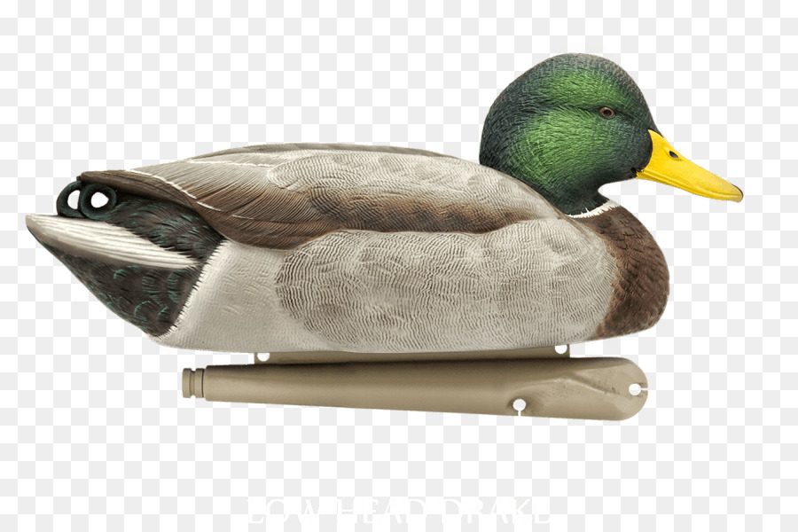 El ánade Real，Pato PNG