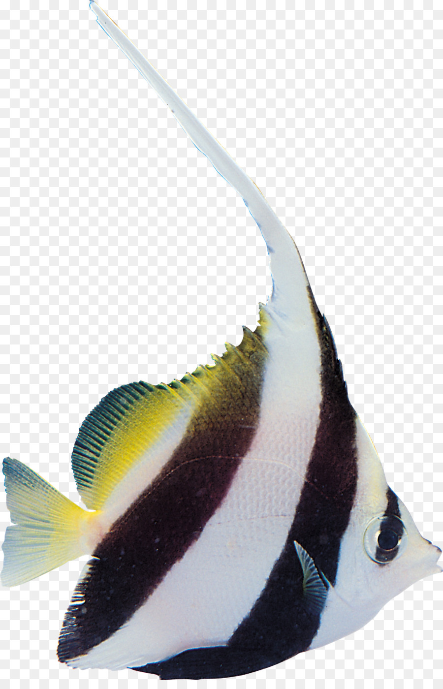 Los Peces，Yakiniku PNG