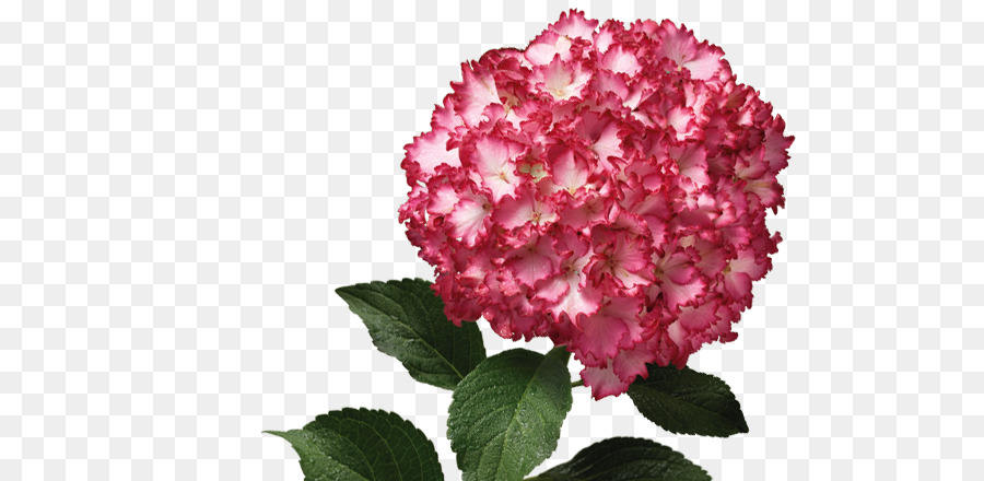 Hortensia，Rosa M PNG