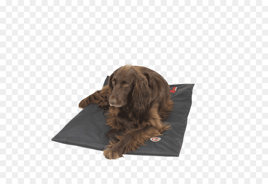 Boykin Spaniel，Sussex Spaniel PNG