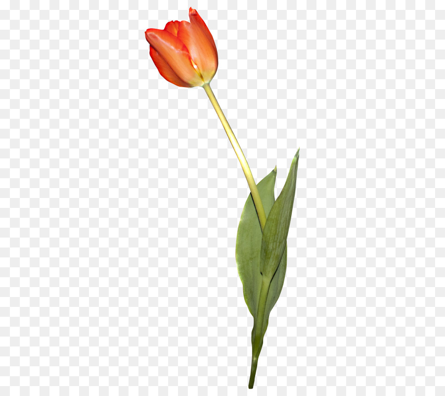 Tulip，Todavía Vida La Fotografía PNG