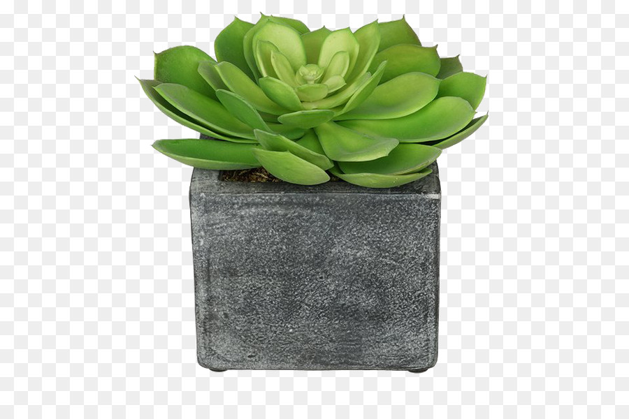 Flores Artificiales，Echeveria PNG