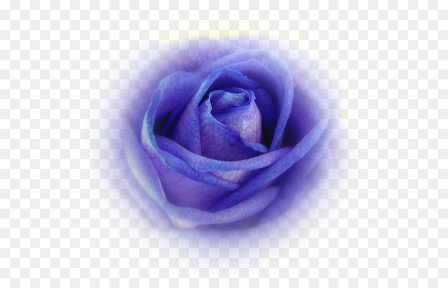 Rosa Morada，Rosa PNG