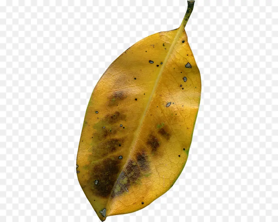 Hoja，Otoño PNG