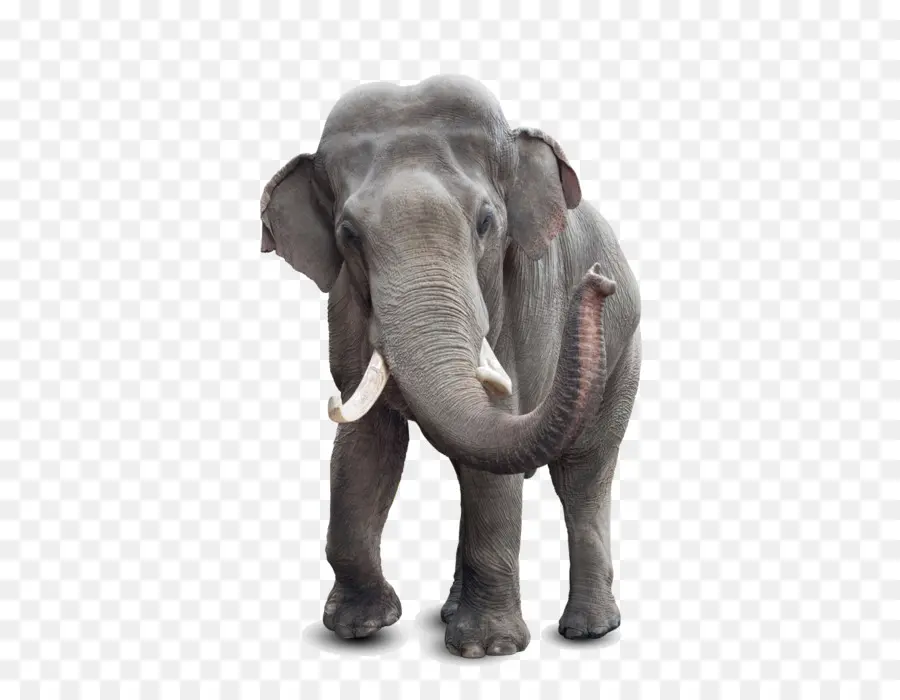 El Elefante Africano，Elefante Asiático PNG