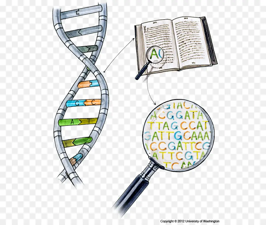 La Secuenciación Del Adn，La Secuencia Del ácido Nucleico PNG