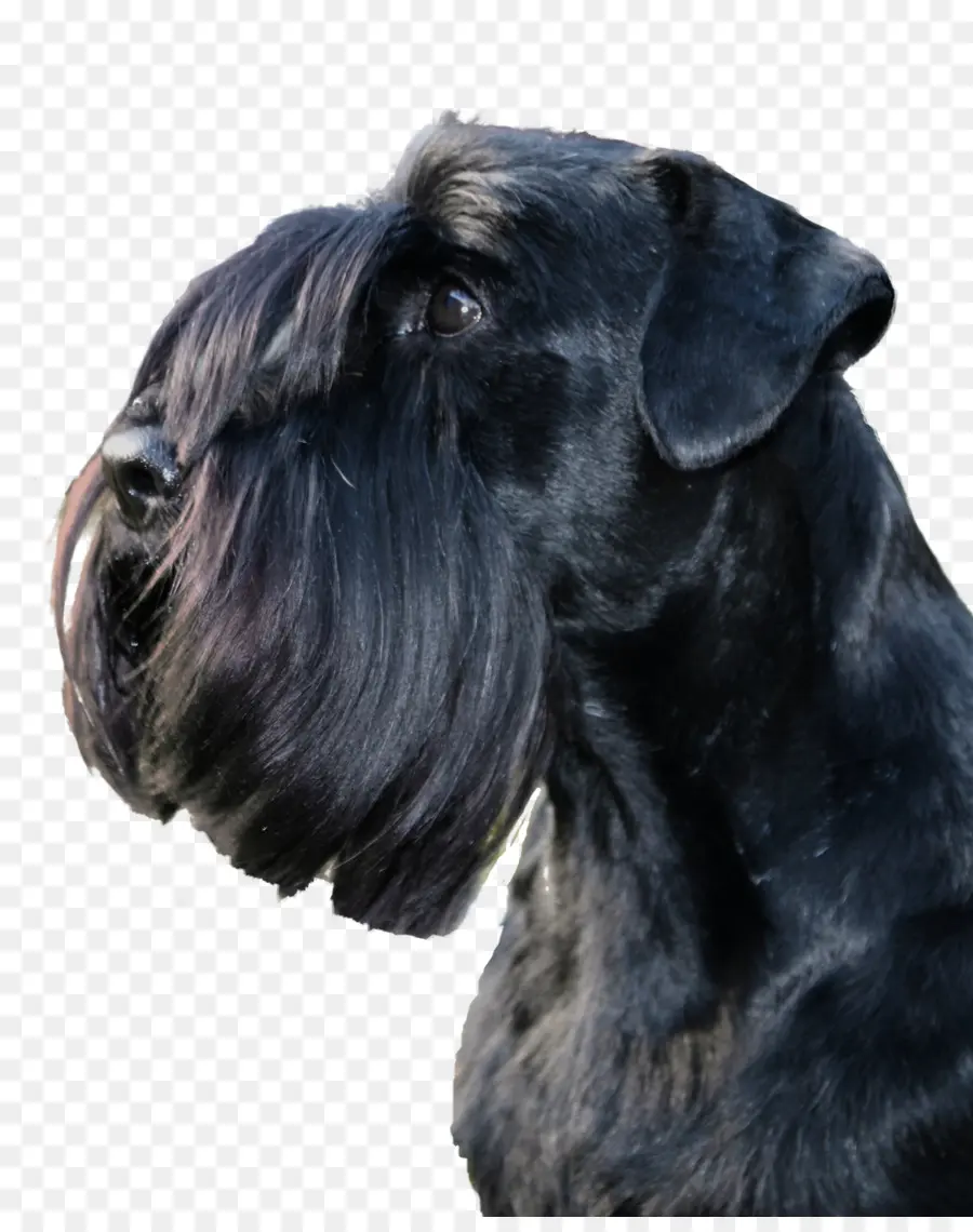 Perro Negro，Mascota PNG