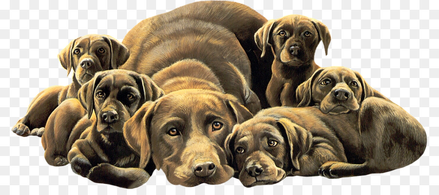 Labrador Retriever，Cachorro PNG