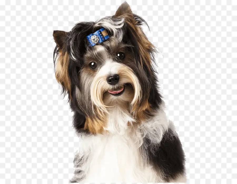 Perro，Mascota PNG