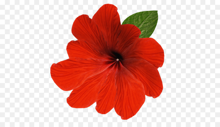 Flor，Dibujo PNG