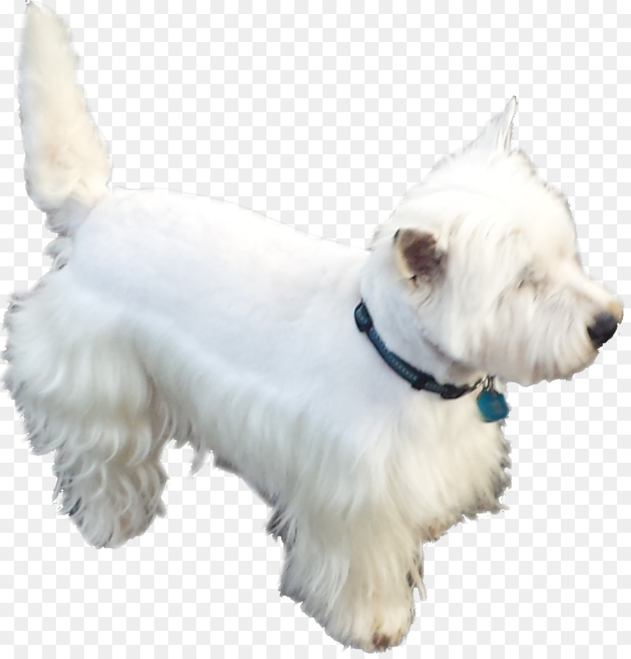 West Highland White Terrier，Scottish Terrier PNG