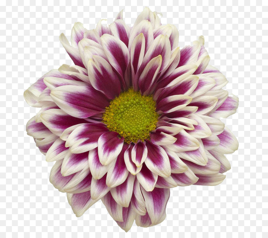 Flor Rosa，Florecer PNG