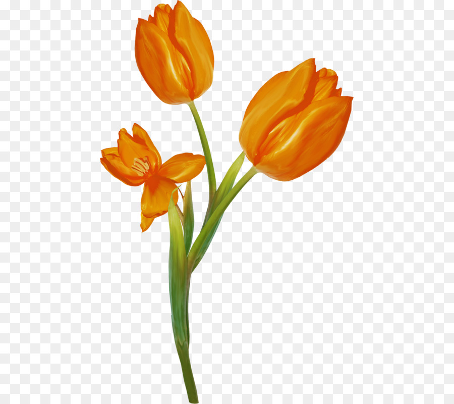 Tulip，Todavía Vida La Fotografía PNG