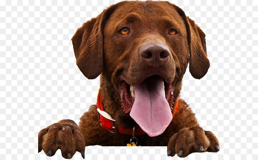 Perro，Mascota PNG