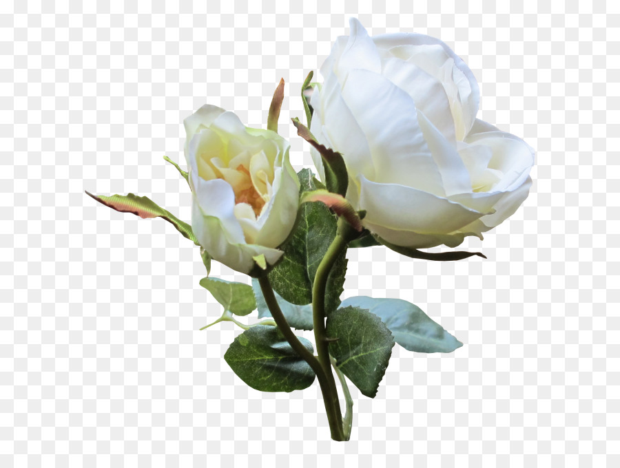 Flores Blancas，Florecer PNG