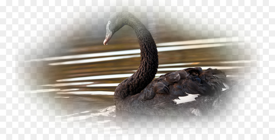 Cisne Negro，Computadora PNG