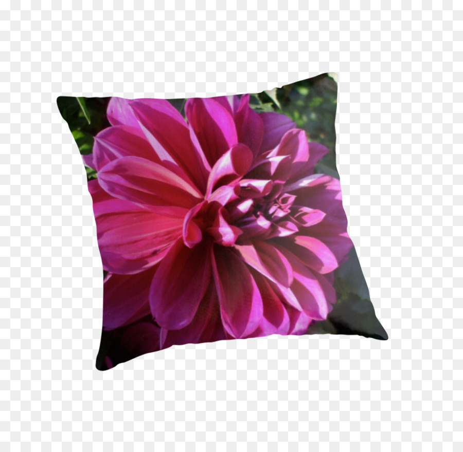 Dalia，Tirar Almohadas PNG