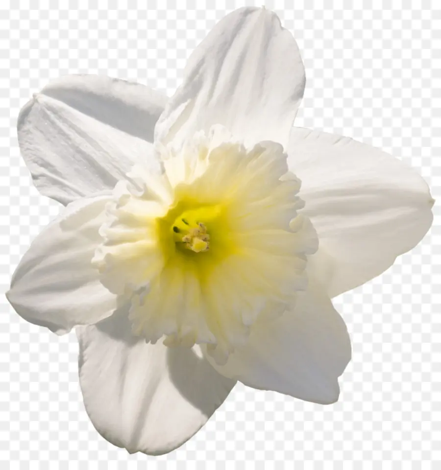 Narcissus，Flor PNG