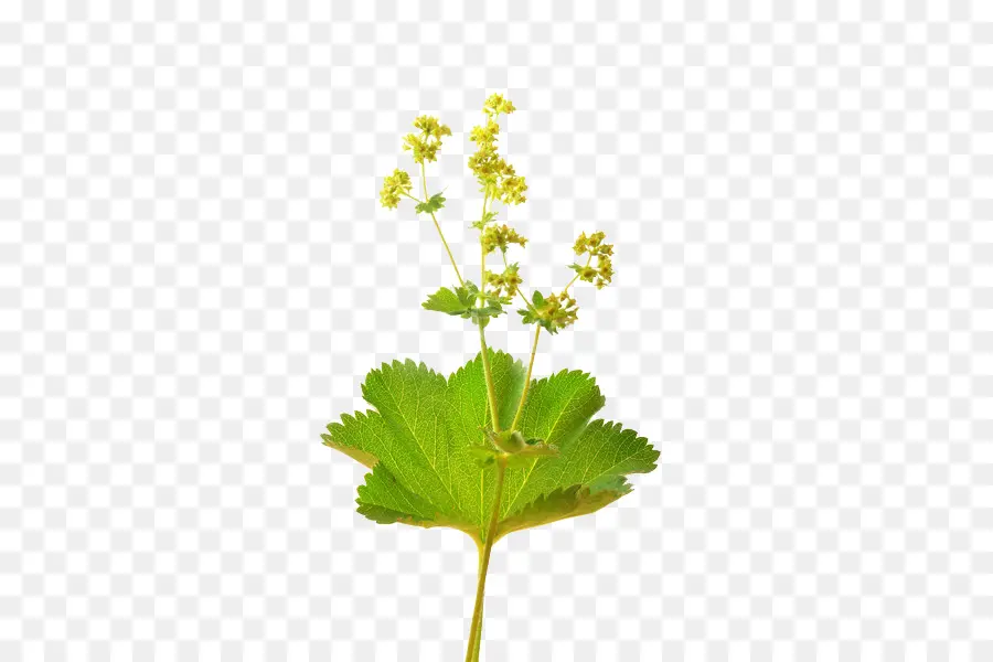 Planta，Hojas PNG