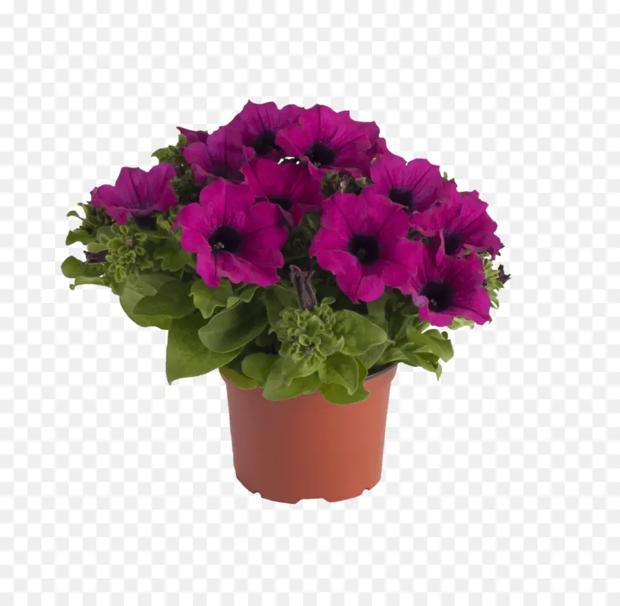 Petunia，Surfinia PNG